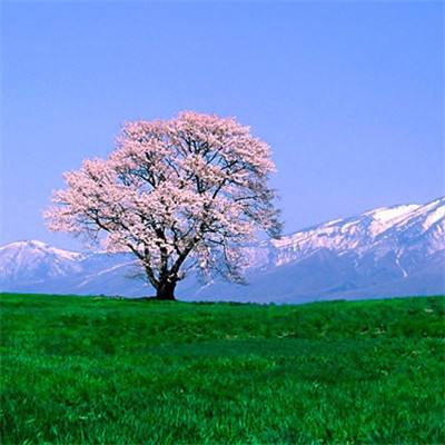 逆天妖王内购破解版下载